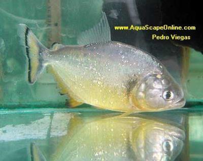 Gold Piranha 7" (Serrasalmus Spilopluera)